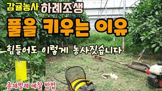 감귤농사 풀을 키우는 이유 힘들어도 이렇게 농사지어요 총채벌레 다발생 시기 끈끈이트랩 총채벌레 예찰방법 하례…
