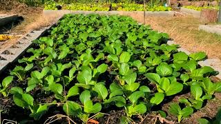 Making a garden beds