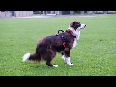 Beautiful Puppy 💖#doglife #puppy