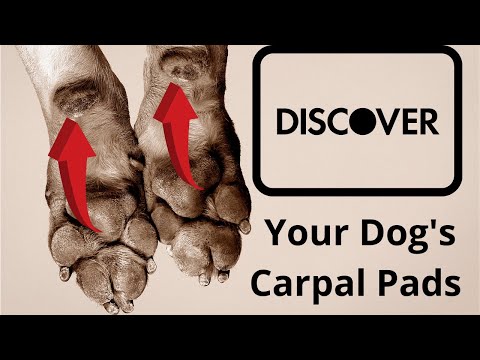 Discovering Your Dog's Carpal Pads