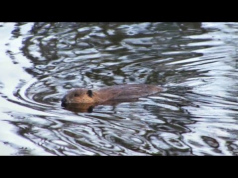 Tisonagan - Le castor: du piège à l'assiette