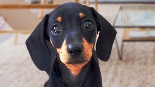 Funny Dachshund Dogs Compilation