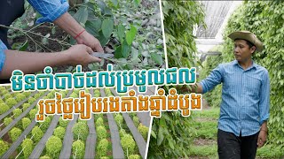 🫛🫘🥰 មិនចាំដល់ប្រមូលផល រួចថ្លៃដាំតាំងពីឆ្នាំដំបូង