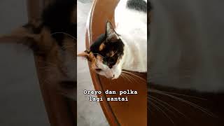 Download lagu Kucing lucu lagi santai kaya di pantai #shortsfeed #kucing #cat #viral mp3