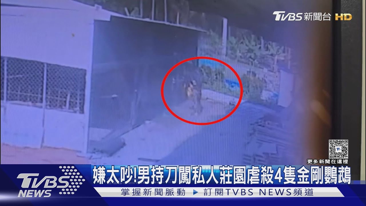嫌鸚鵡太吵竟持刀屠殺！　4隻金剛鸚鵡慘死　男棄屍大排水溝