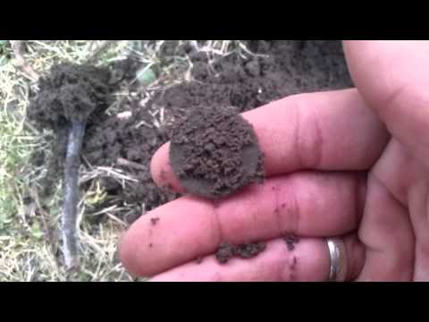 Old copper coin in the park 1800's