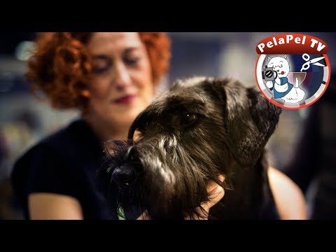 Estilo alemán y americano en un Schnauzer mediano