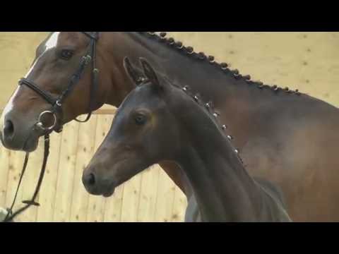 Holsteiner Fohlenauktion 2016 in Behrendorf - Nr. 41 v. Uriko - Caretino