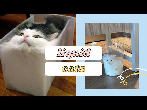 Cute Liquid Cats: Defy All Known Properties Of Solids