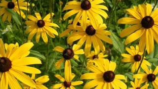 All The Pretty Horses - Lukas Nelson and The Promise of the Real.wmv