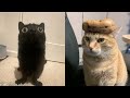 The Great Joy of Cats and Dogs in 2024 😆 - Best Funny Animal Video 2024 Part 2