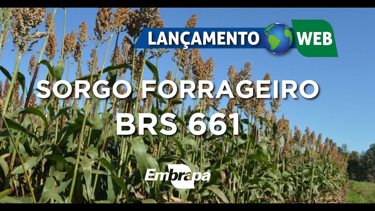 Lançamento Web - Sorgo Forrageiro  BRS 661