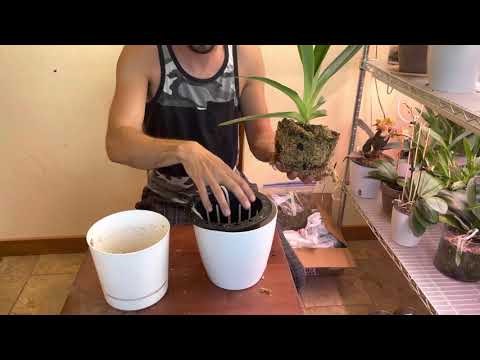 Repotting my Paphiopedilum rothschildianum.