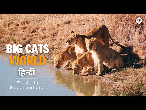 Big Cats World - हिन्दी डॉक्यूमेंट्री | Wildlife documentary in Hindi