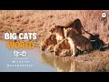 Big Cats World हिन्दी डॉक्यूमेंट्री Wildlife Documentary In Hi