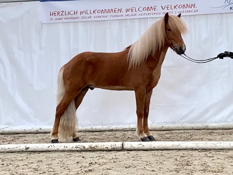 FIZO Kronshof 2020: Nasi vom Kronshof