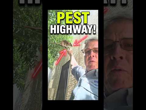 Are Bugs Bypassing Your Pest Control? (Look Up) 🛑