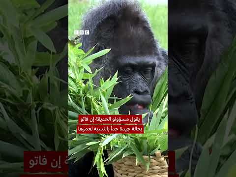 فيديو | فاتو، أكبر غوريلا في العالم تحتفل بعيد ميلادها الـ68