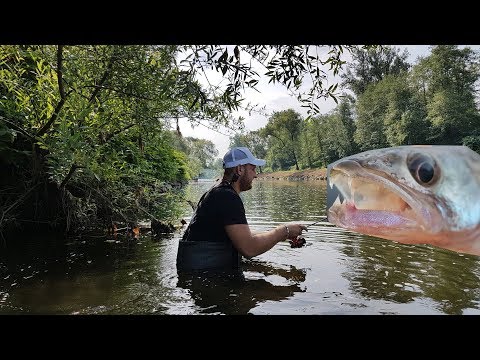 Zander on spinning | chub and perch from a small river | river spinning small wobblers #carphunte...