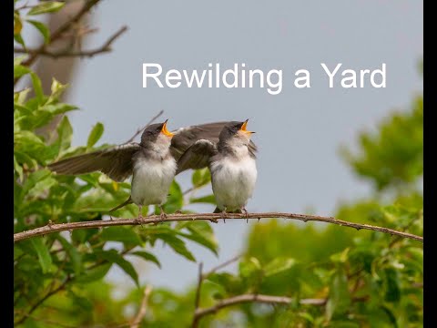 Rewilding a Suburban Yard