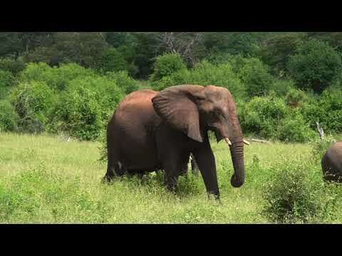 IHAHA to SAVUTI CAMP EPISODE 3