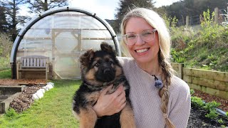 The Garden in March - Spring planting and a NEW PUPPY
