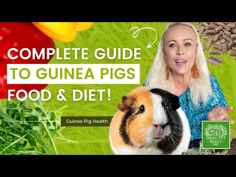 Complete Guide to Guinea Pig Food