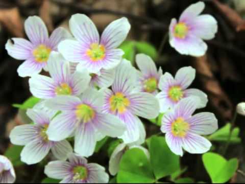 Garadna - Ómassa - Sebesvíz - Lillafüred