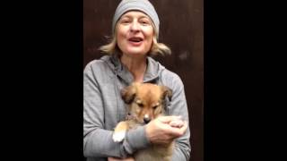 THE MOST ADORABLE PUPPY : GOLDIE (with Julia Fordham)
