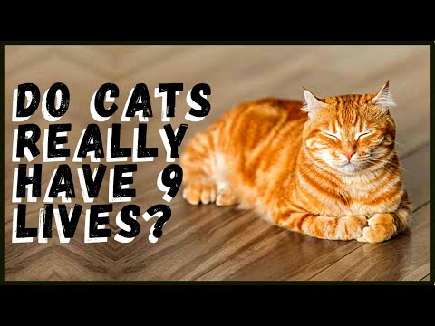 Do Cats Really Have 9 Lives?