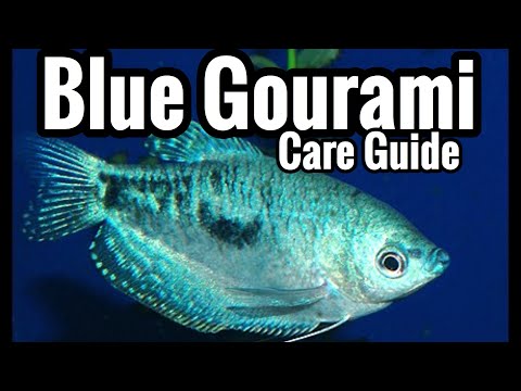 Opaline Blue Gourami — Three Spot species care