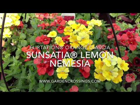 download lagu mp3 mp4 Nemesia Hanging Basket, download lagu Nemesia Hanging Basket gratis, unduh video klip Nemesia Hanging Basket
