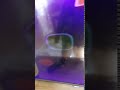 Magic Lantern Purple Shapes Music
