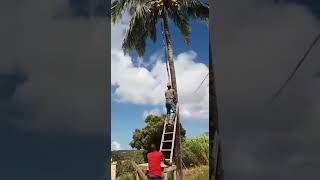 Download lagu Komik: MANE MANE RUIN BOT SAE NU LA HATENE mp3