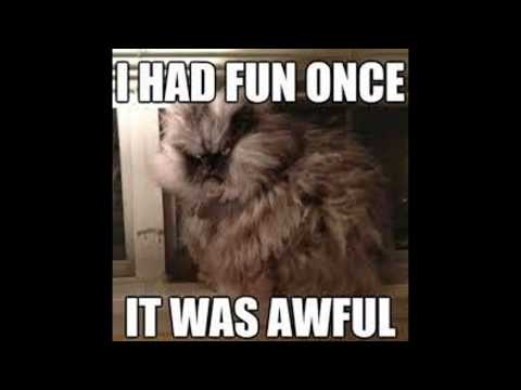 Animal Memes Vid No. II