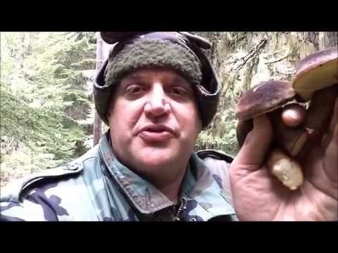 THE ADMIRABLE BOLETE MUSHROOM - AUREOBOLETUS MIRABILIS