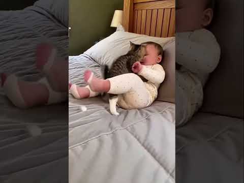 Baby hugging a cat – a million-view worthy moment part 2