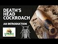 Death's head cockroach | An Introduction | #cockroach #roaches #insects
