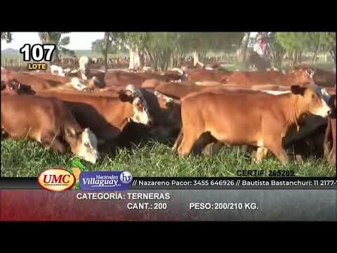 Lote 200 Terneras en Gral. San Martín, Chaco