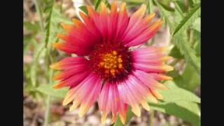 ...neverending... David Crowder Band