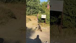 Bitlis'te kucağında bebekle ayının yanından geçen kişi, saldırıdan son