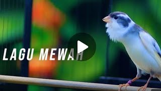 Download lagu Masteran murai batu 1 jam kenari suara jernih mp3 Download lagu Masteran murai batu 1 jam kenari suara jernih mp3