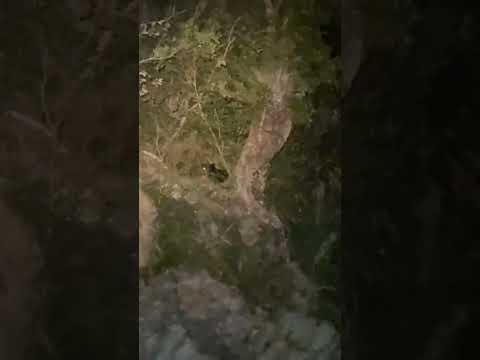 黑熊起身時露出胸前清晰的V字條紋(12秒影像)