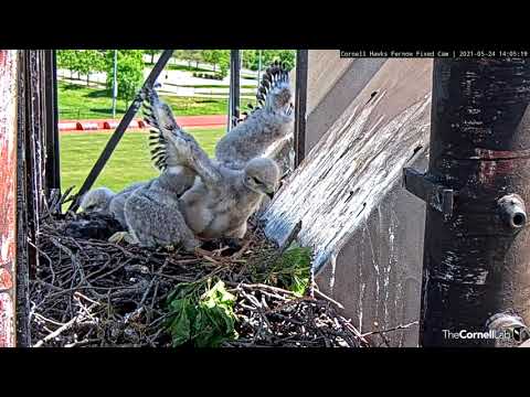 Red-tailed Hawk Chick Perks Up, Stretches Wings – May 24, 2021