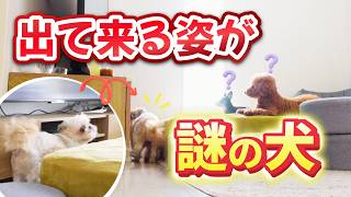 【謎の犬】すみっコぐらしが好きな犬。出て来る姿に言葉を失う犬。その様子に思わず笑う