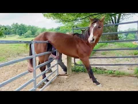 Les vidéos de chevaux les plus drôles de 2025 qui prouvent qu'ils sont des comédiens secrets !