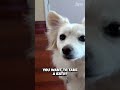 This Pup Can T Turn Down An Ear Resistible Walk ‍ Afv Funny Dogs