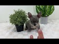 French Bulldog dogs for sale: Edison - Video 1