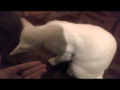 Dexter the siamese foreign white cat talking