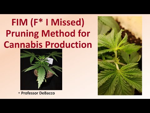 FIM F I Missed Pruning Method for Cannabis Production